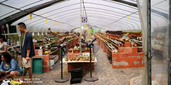 逛重庆大学城多肉大棚