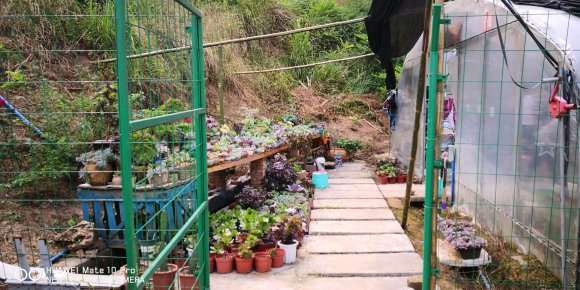 逛重庆大学城多肉大棚