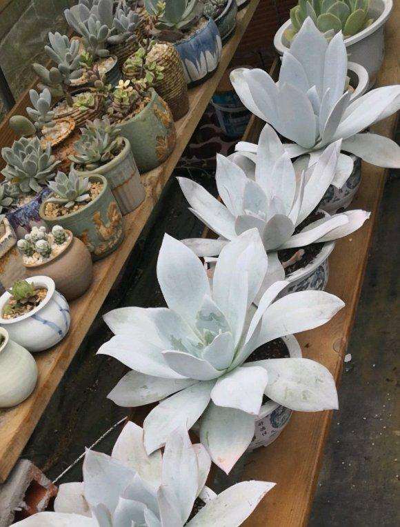 逛重庆大学城多肉大棚