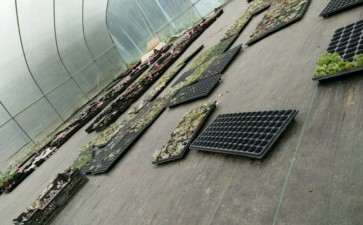 重庆哪里有多肉大棚 想做一代发