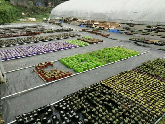 重庆主城周边的多肉大棚地址