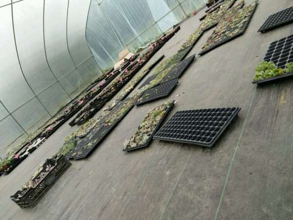 重庆主城周边的多肉大棚地址