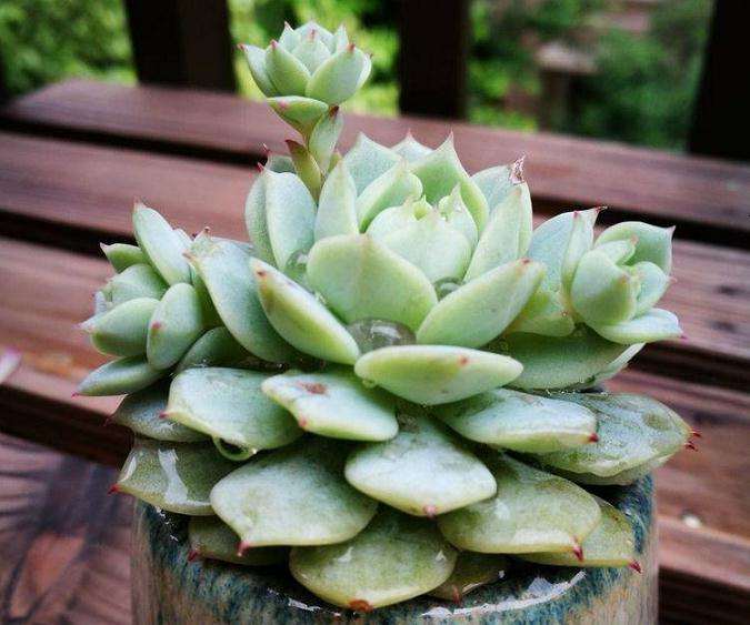 重庆哪里有多肉大棚吗