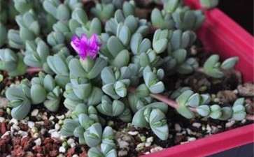 重庆哪里有多肉大棚吗  好想去逛