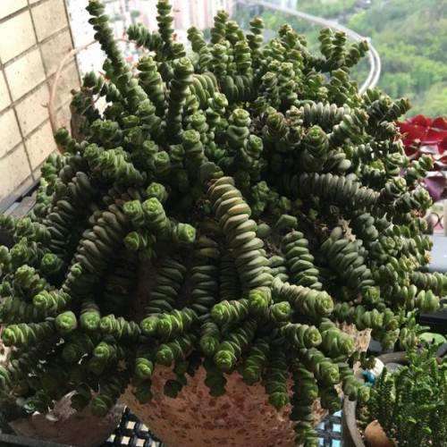 重庆主城区有没有多肉大棚啊