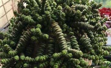 重庆主城区有没有多肉大棚啊