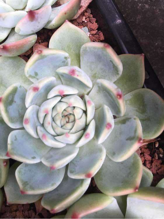 重庆有没有想合伙开多肉大棚的