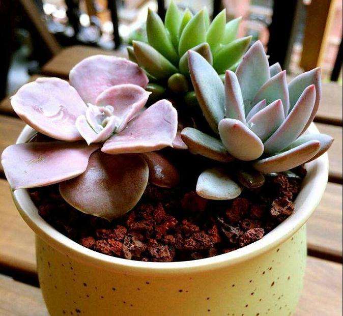 重庆白市驿镇多肉大棚