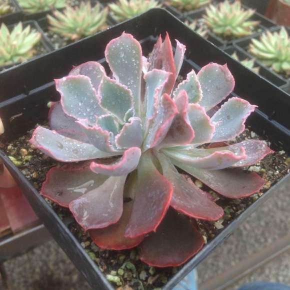 重庆白市驿镇多肉大棚