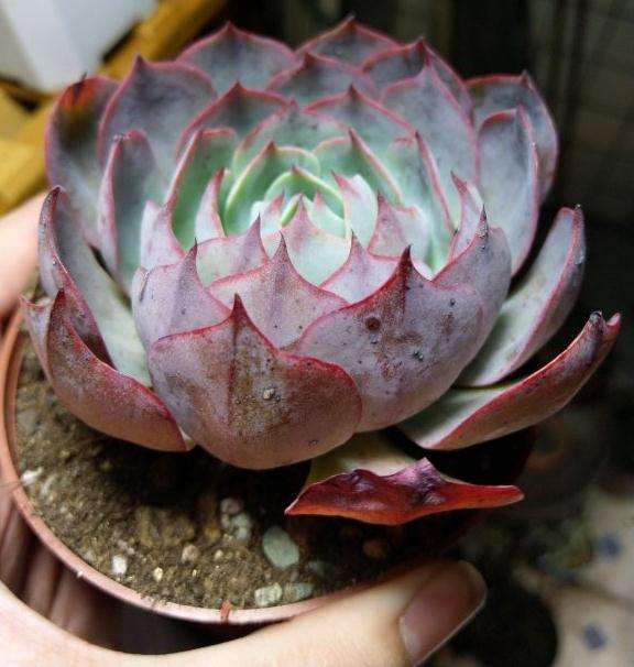 记录那些重庆大棚购买的多肉