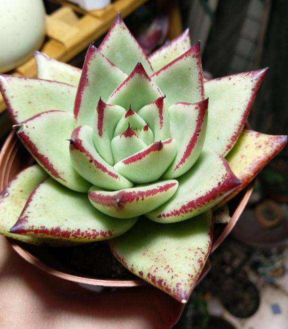 记录那些重庆大棚购买的多肉