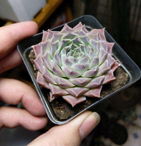 记录那些重庆大棚购买的多肉