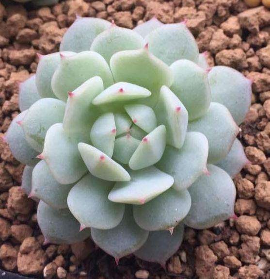 为什么重庆真心不适合养多肉