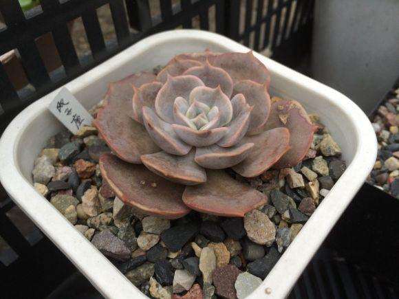 为什么重庆真心不适合养多肉