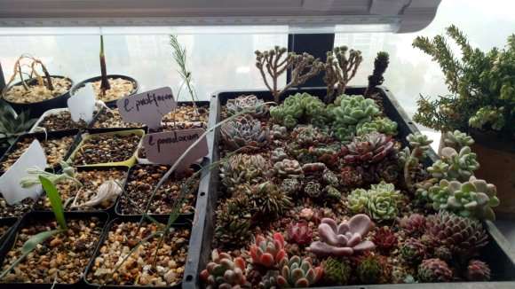 在重庆多肉大棚买的 怎么样 图片