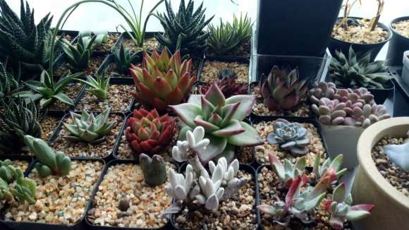 在重庆多肉大棚买的 怎么样 图片