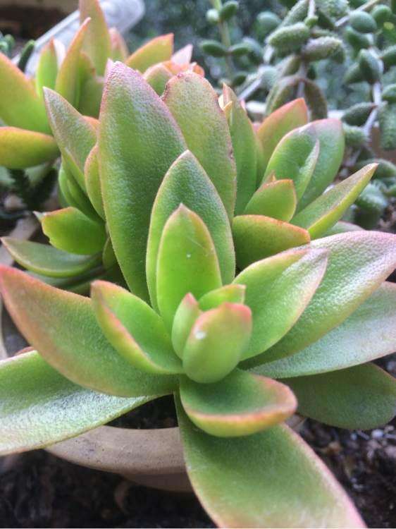 重庆铜梁有没有多肉大棚 图片