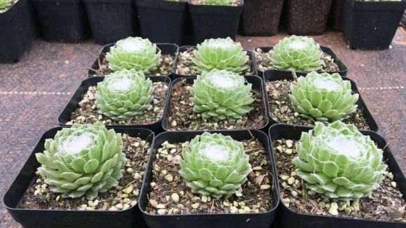 重庆哪个季节的多肉最美