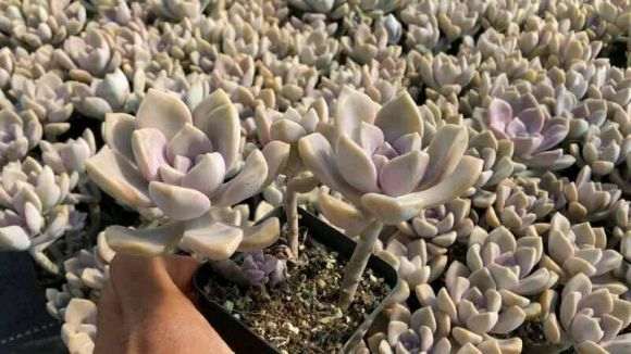 重庆哪个季节的多肉最美