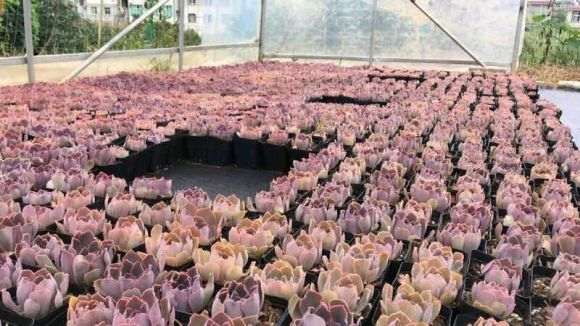 重庆哪个季节的多肉最美