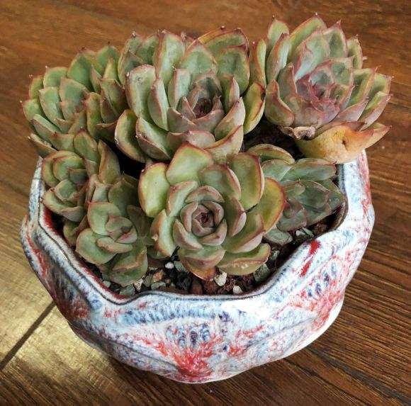 重庆多肉大棚的状态超级好啊