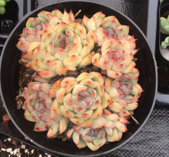 重庆多肉大棚的状态超级好啊