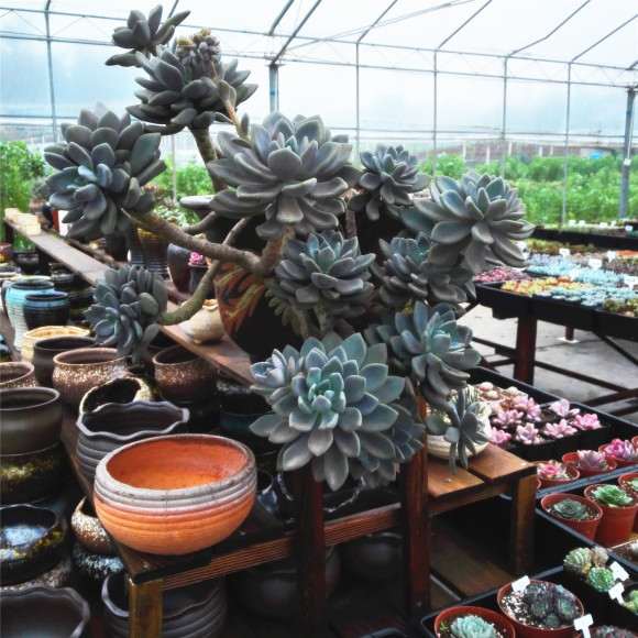 重庆春季多肉大棚游特别推荐