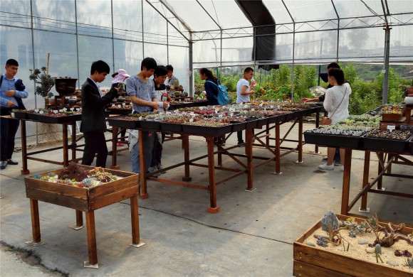 重庆春季多肉大棚游特别推荐