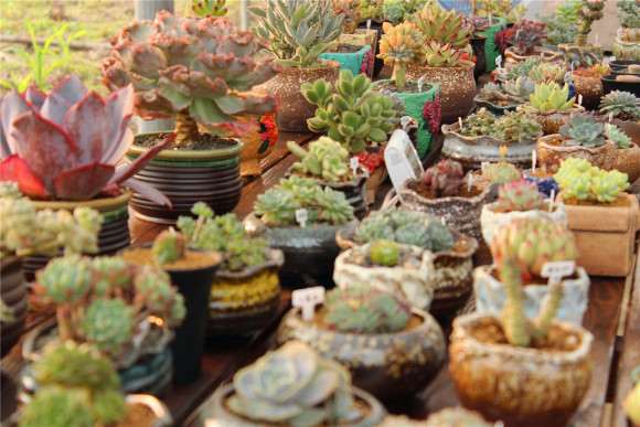 重庆春季多肉大棚游特别推荐