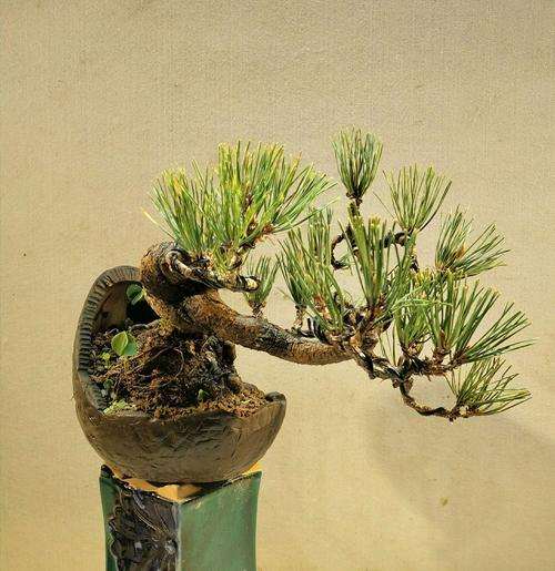 《中国盆景文化史》第二版三部曲