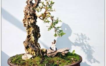 《中国盆景文化史》第二版三部曲