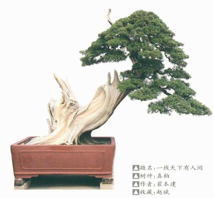 盆景怎么创作的综合传统技法