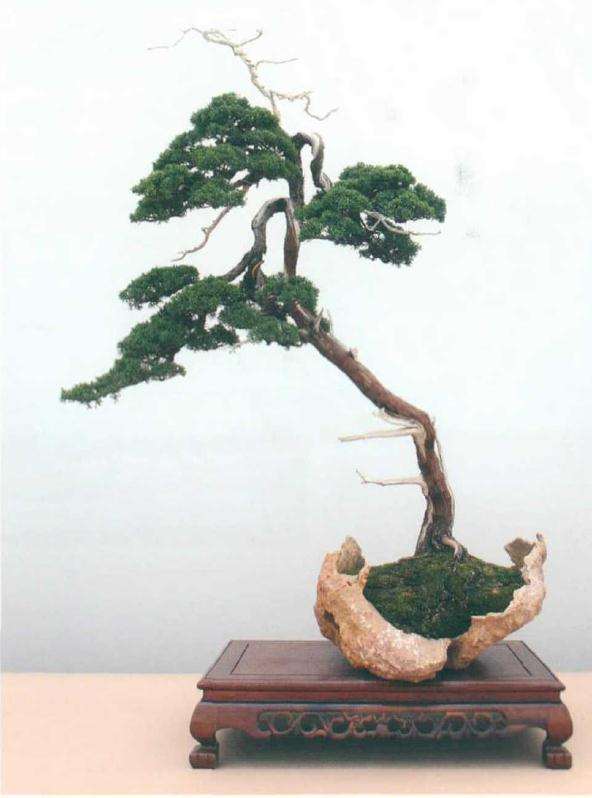 盆景怎么注重单枝精细