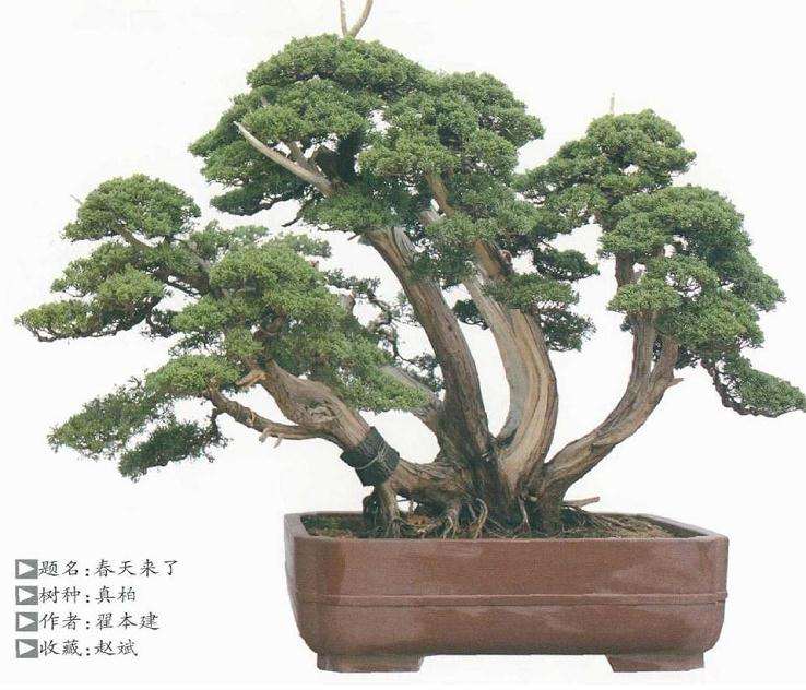 盆景怎么造型的3个技巧