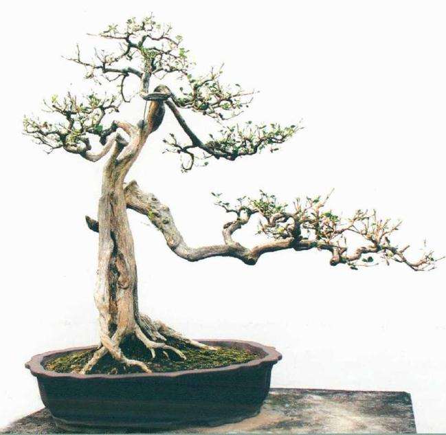 徐伟华先生应邀在玉林创建盆景园