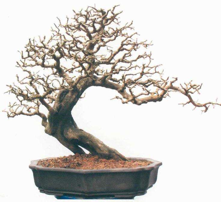 徐伟华先生应邀在玉林创建盆景园