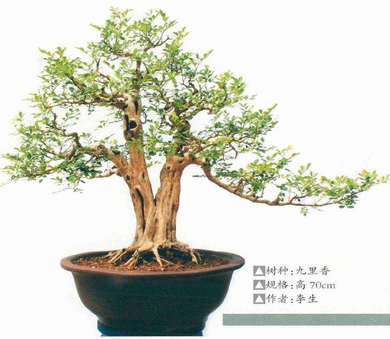 徐伟华先生应邀在玉林创建盆景园