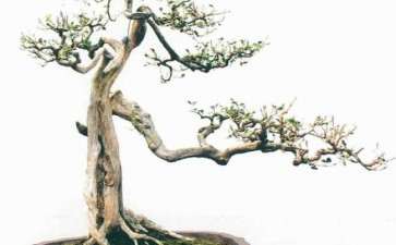 徐伟华先生应邀在玉林创建盆景园