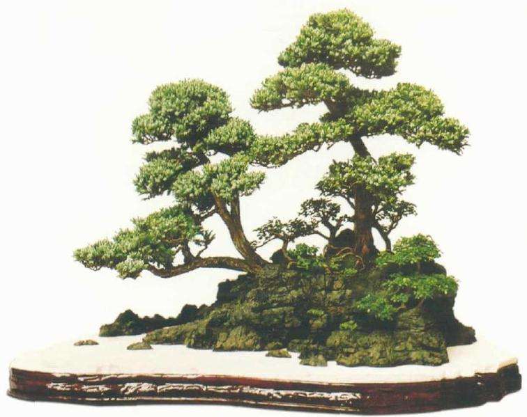 盆景中心线怎么对称均衡的方法