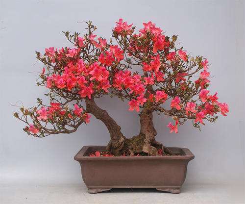 映山红盆景怎么构思造型的方法