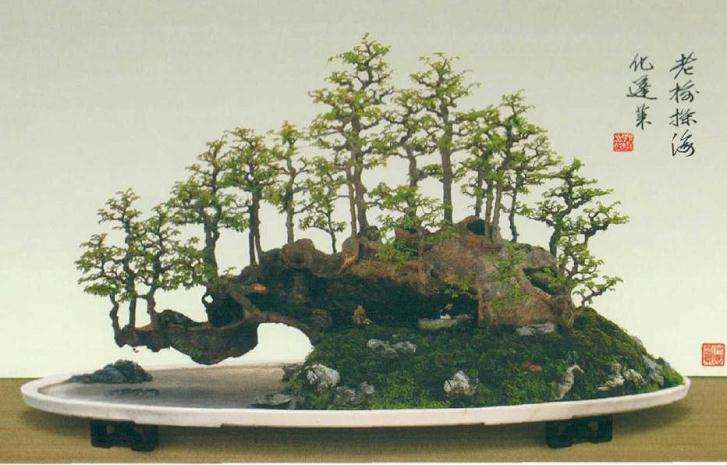 中国盆景怎么造型的美学要素解析