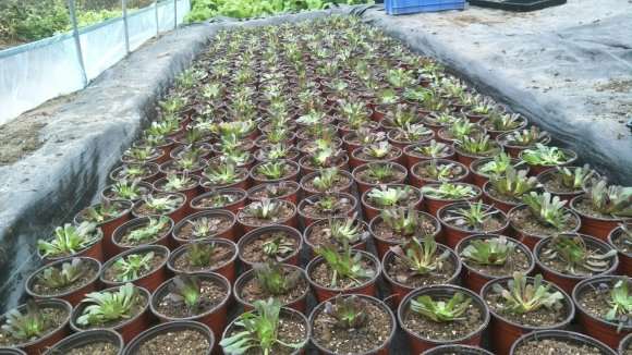 图解 在重庆怎么搭建多肉大棚的过程