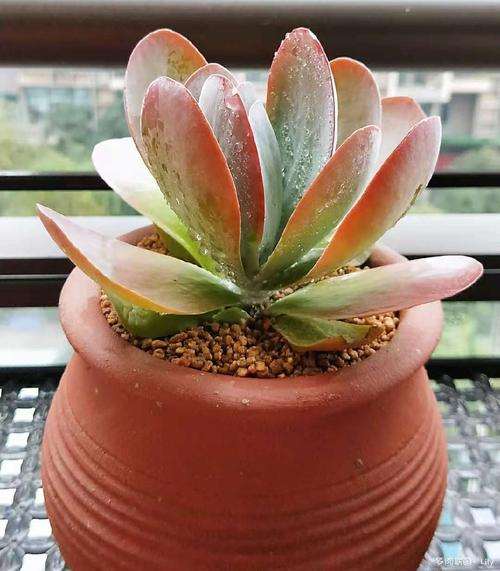 重庆有哪些地方能买到多肉的大棚