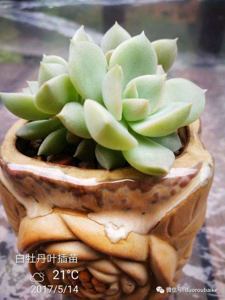 重庆有哪些地方能买到多肉的大棚