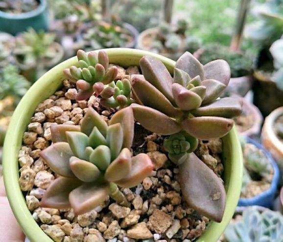 重庆哪里有便宜的多肉