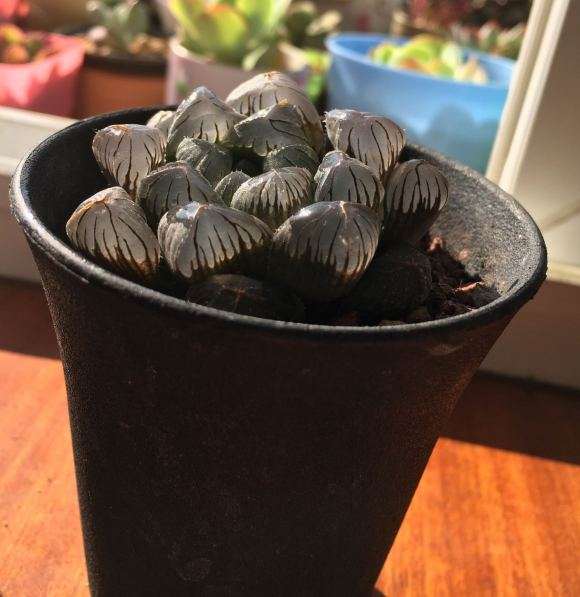 在重庆摆地摊卖多肉