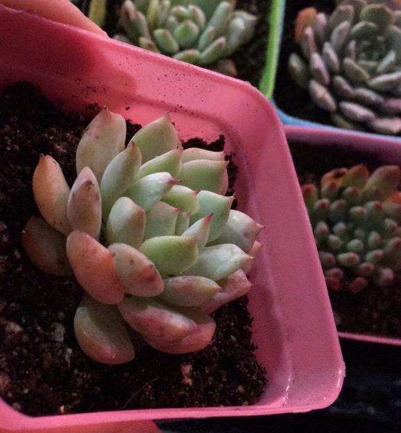 在重庆摆地摊卖多肉