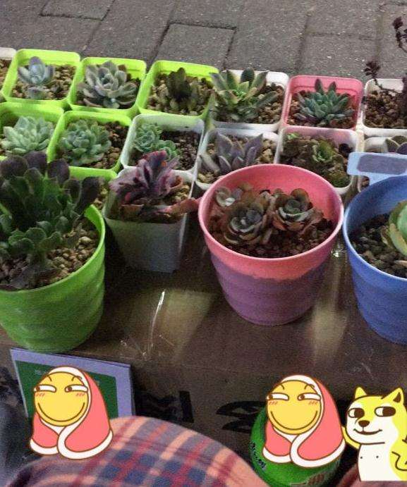 在重庆摆地摊卖多肉