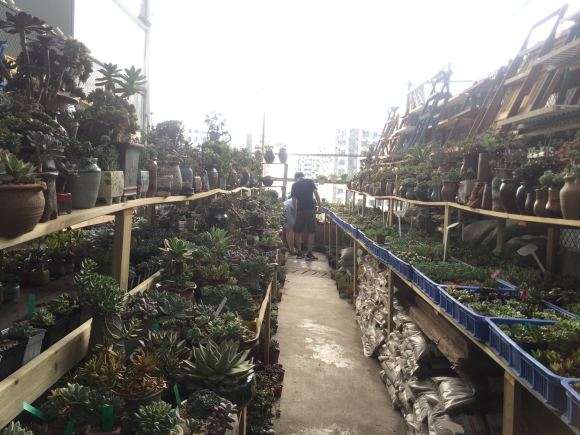 逛重庆大竹林花市的多肉