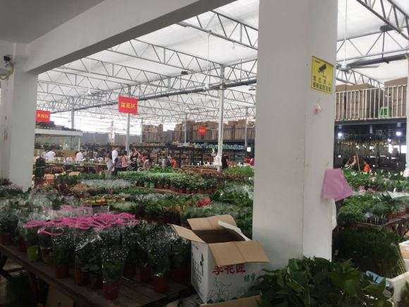 逛重庆大竹林花市的多肉